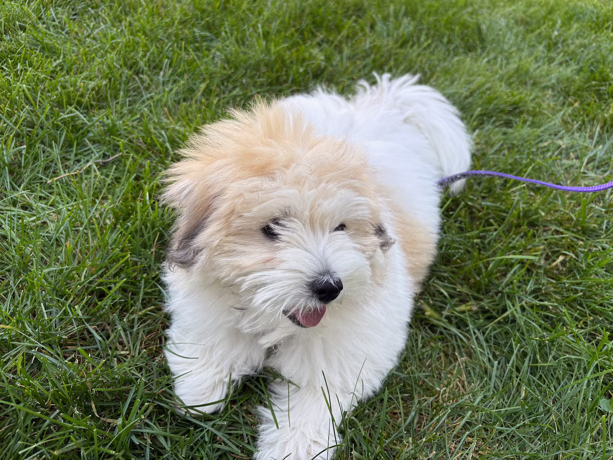 A small fluffy white cloud of a dog on green grass.