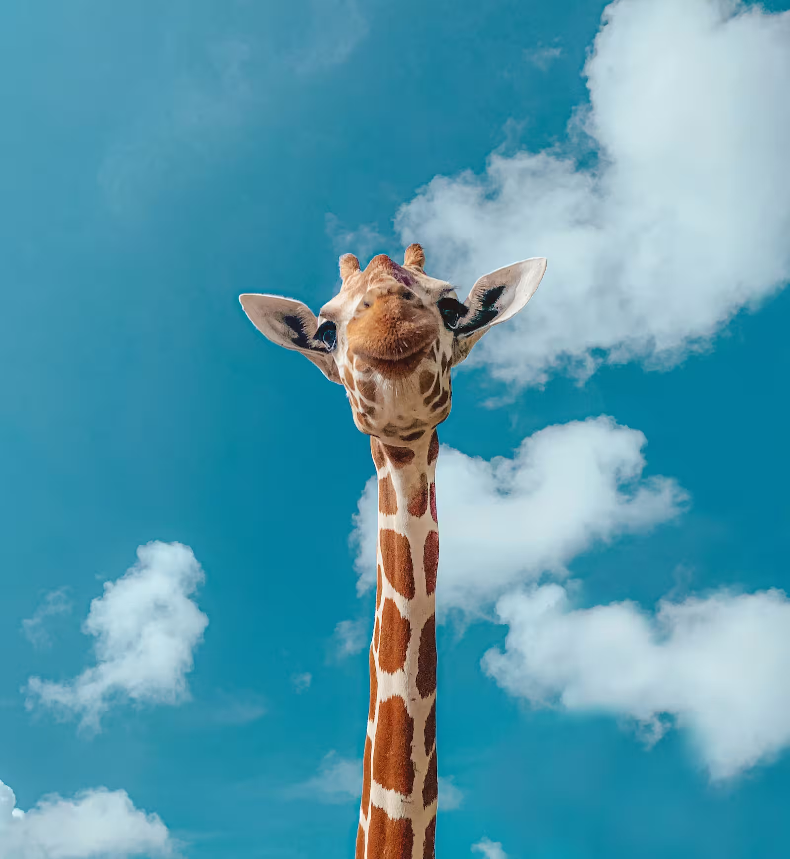 A giraffe towers over the camera, with the long neck extending out of the frame.