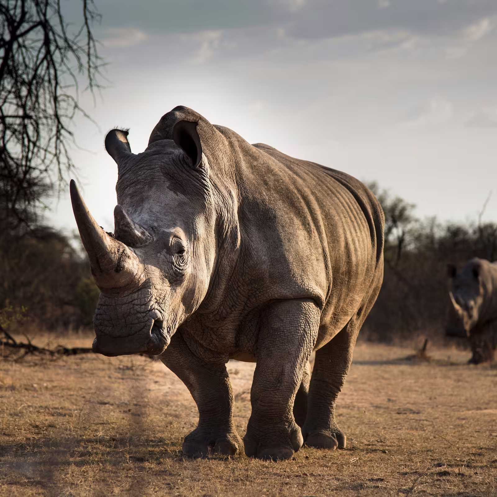 A dust-covered rhinocerous walks through a dust-covered landscape.