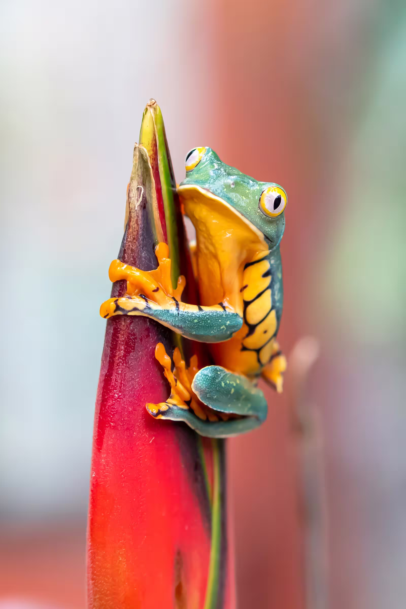 A tiny green and orange frog and huge eyes desperately clings to the top of a flower bud.