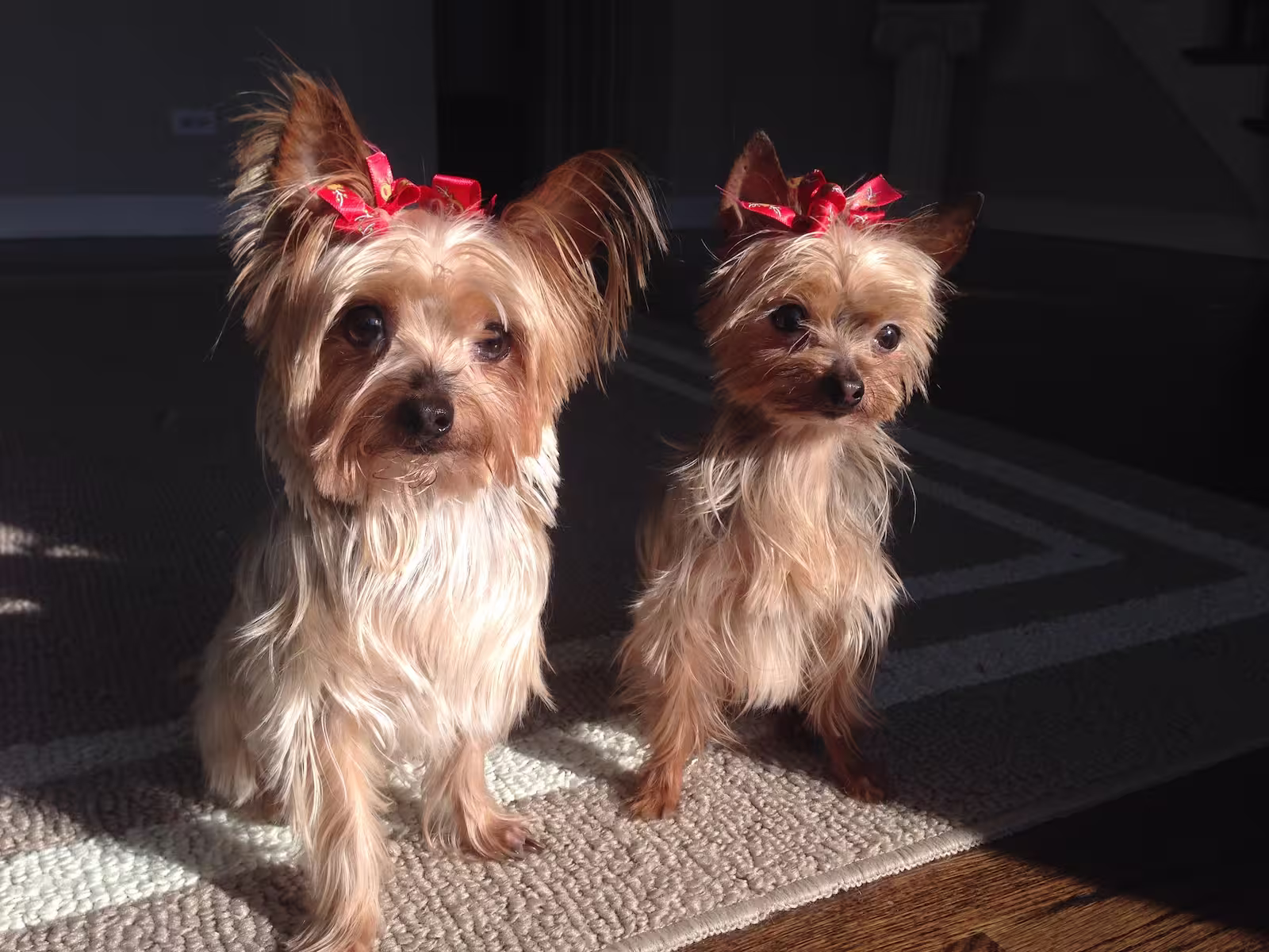 Two small brown dogs wearing adorable red hair ribbons.