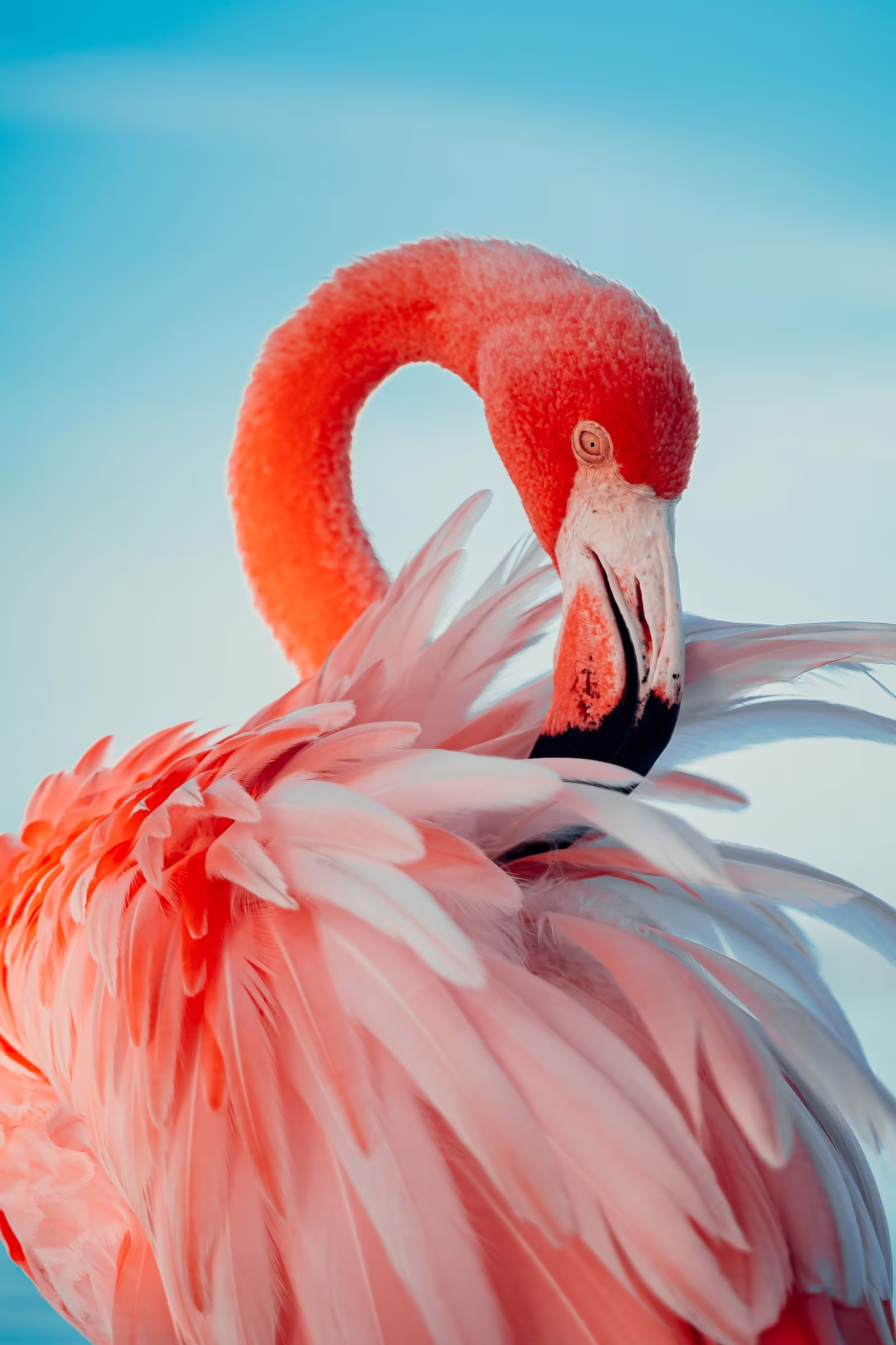 A strikingly pink flamingo preens their feathers against a blue sky.